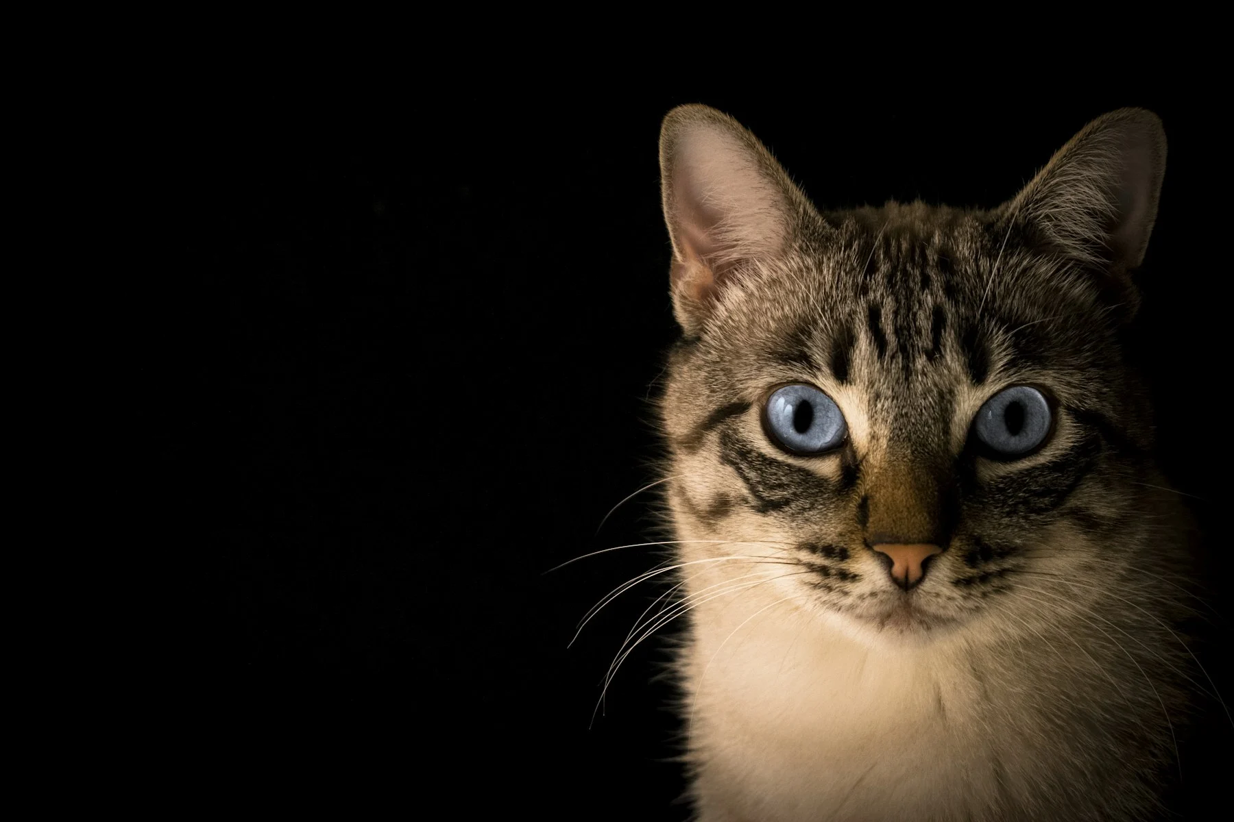 Blue-eyed cat portrait