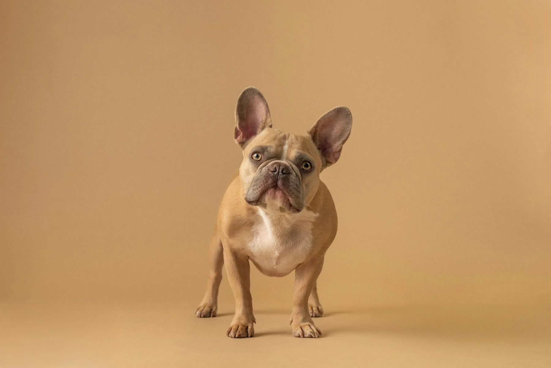 French bulldog on a studio backdrop