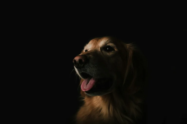 Golden retriever portrait