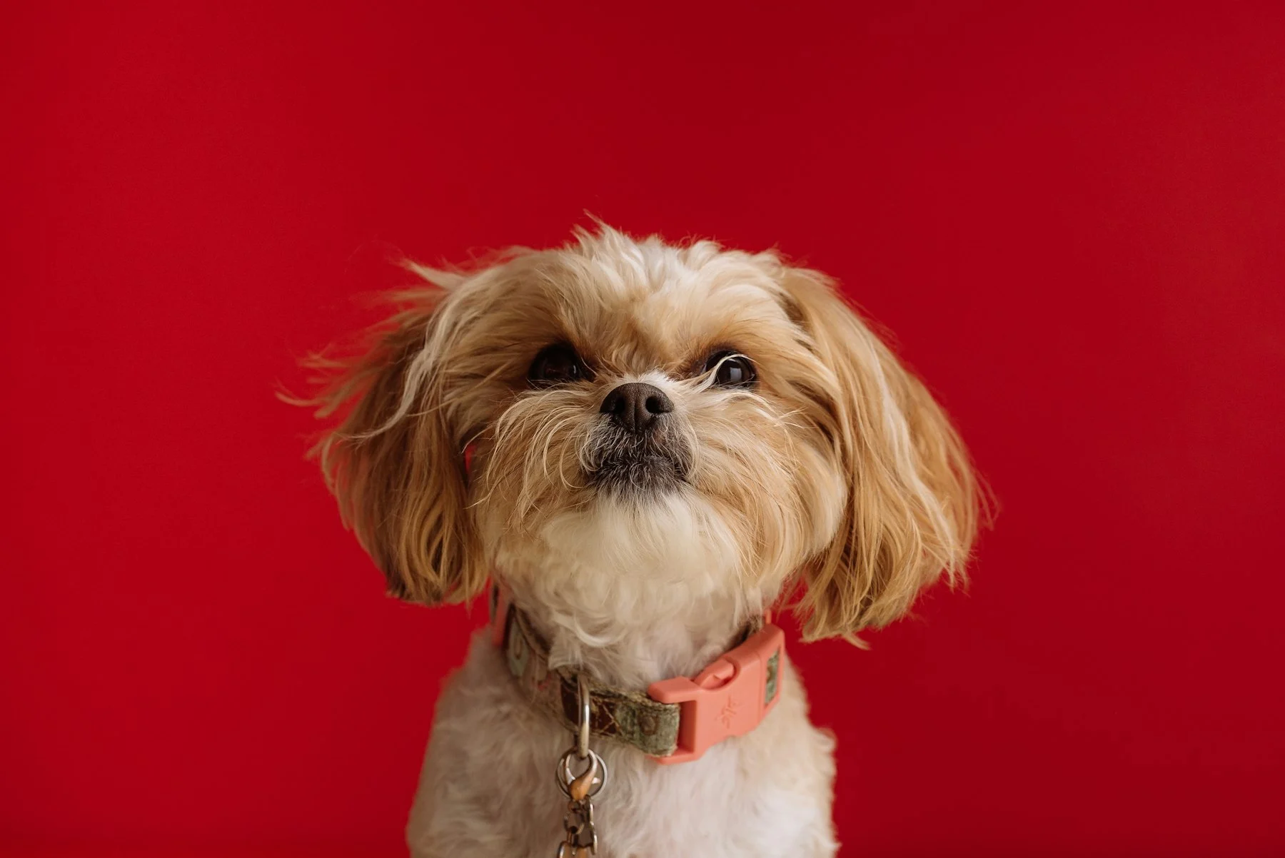Small dog against a red backdrop